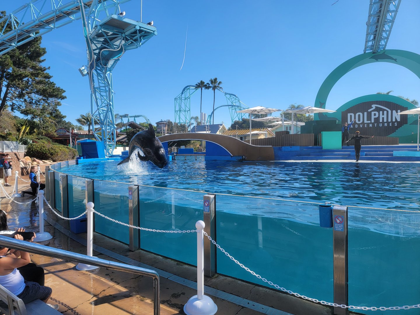 SeaWorld San Diego - Short-finned pilot whales