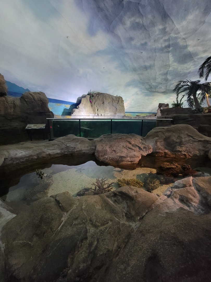 SeaWorld San Diego - Tidepool in front of bonnethead shark tank