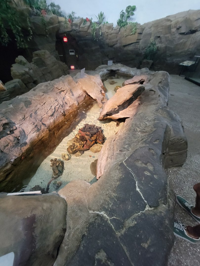 SeaWorld San Diego - Tidepool/juvenile fish