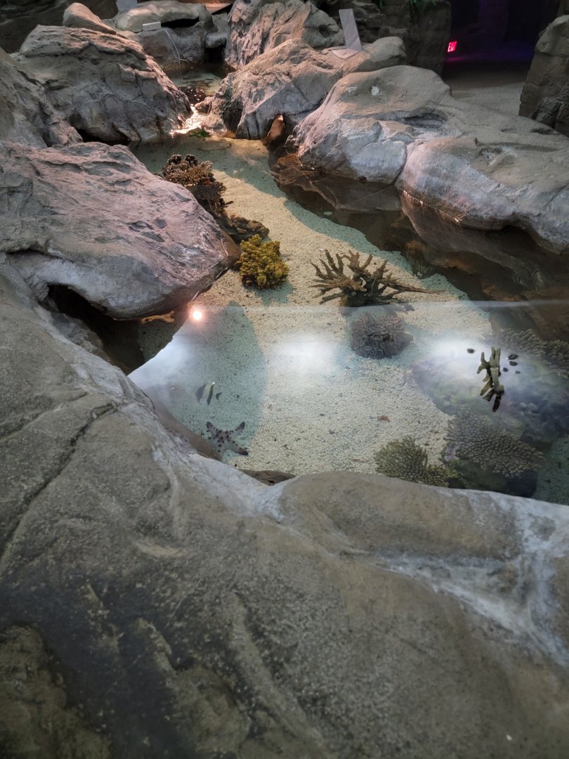 SeaWorld San Diego - Tidepool/juvenile fish