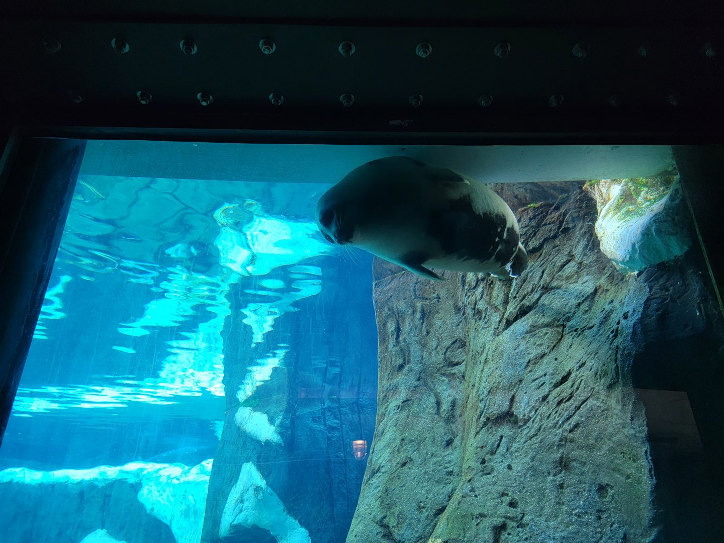 SeaWorld San Diego - Unknown seal (harp?), in her cute hiding spot