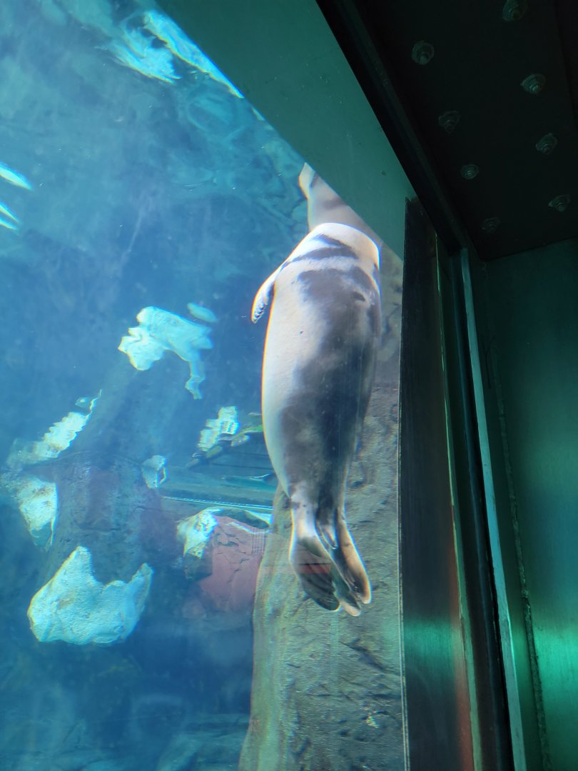 SeaWorld San Diego - Unknown seal (harp?)