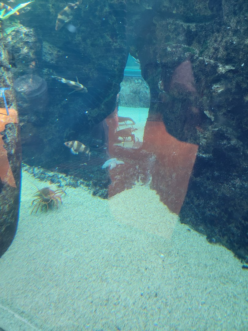 SeaWorld San Diego - Very active lobsters