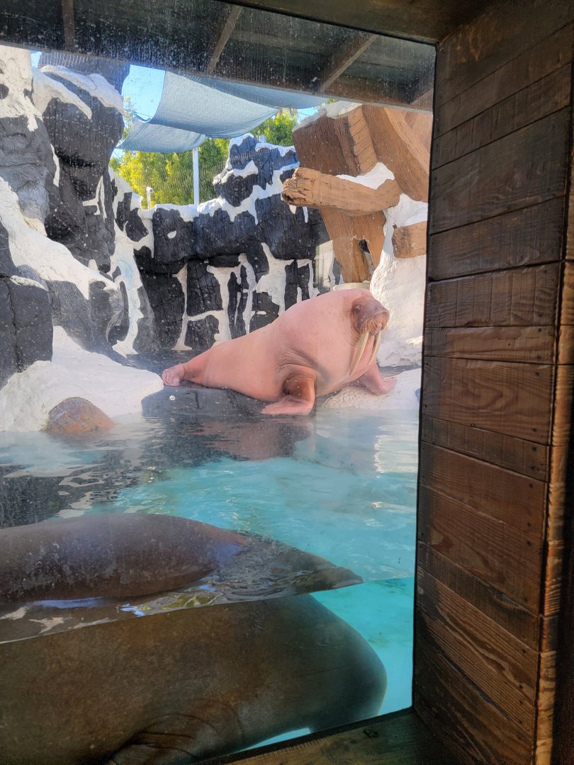 SeaWorld San Diego - Walrus male, with females in the water