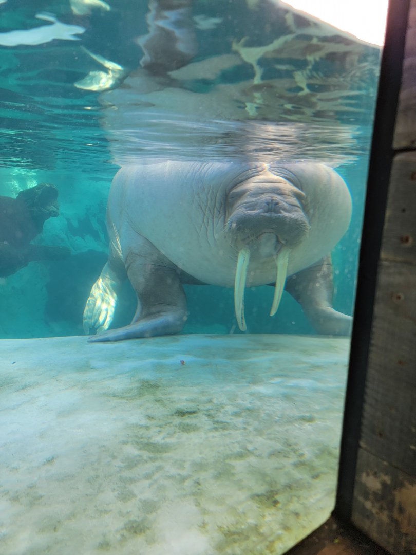 SeaWorld San Diego - Walrus male