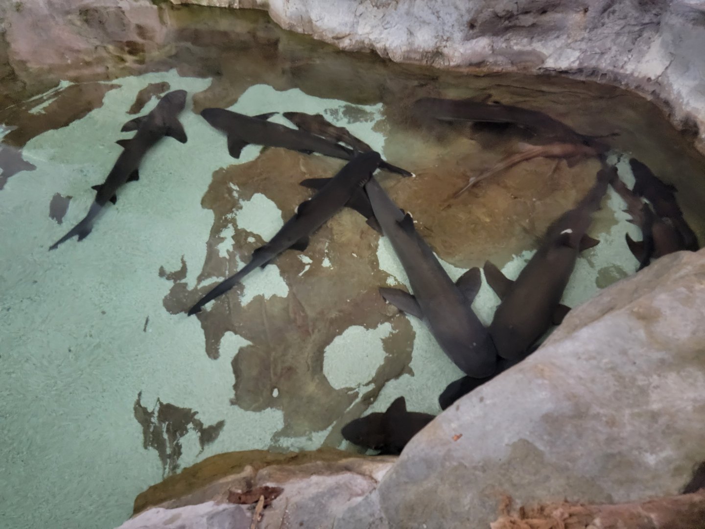 SeaWorld San Diego - Whitetip reef sharks and bamboo sharks