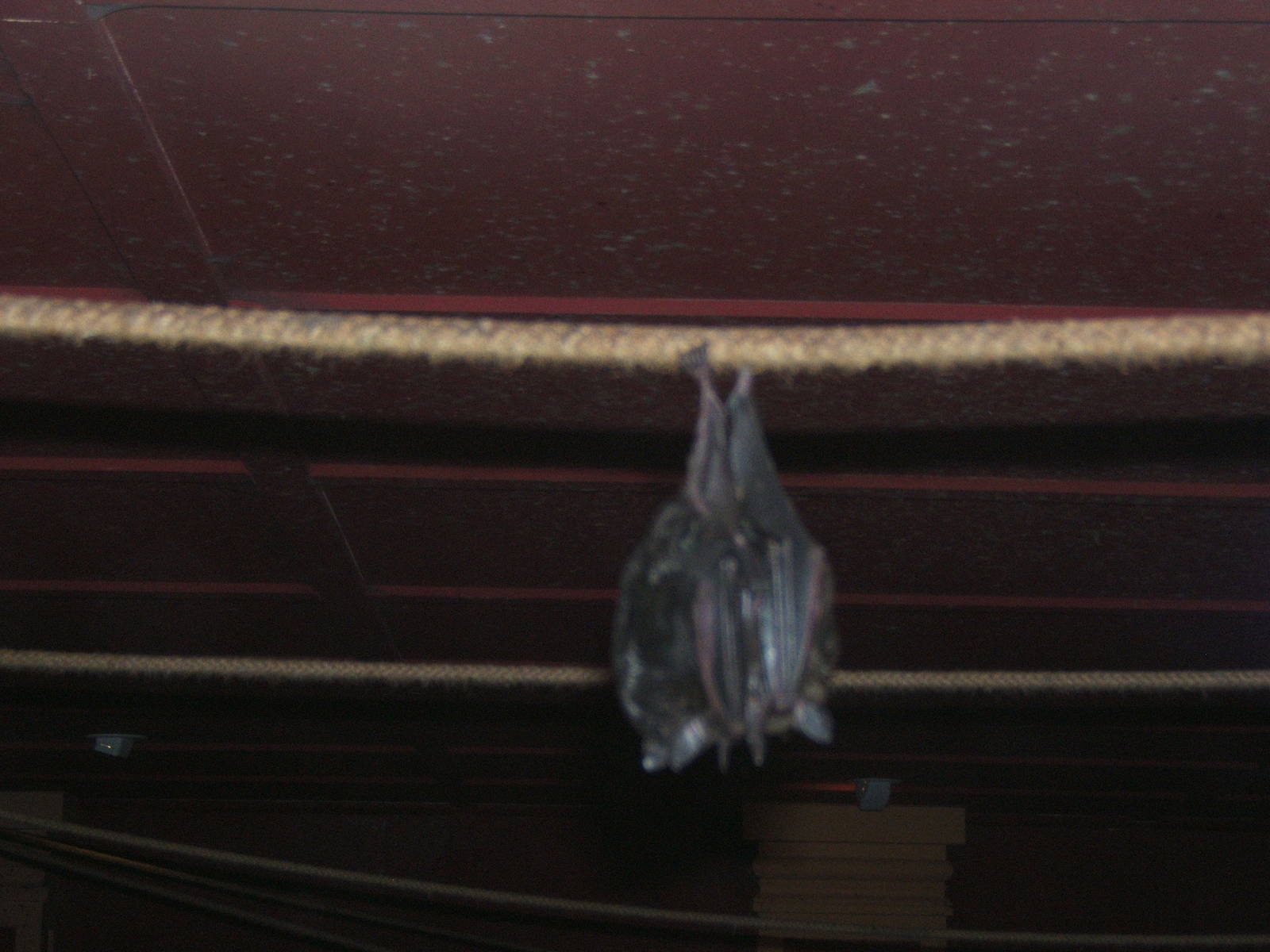 Seba`s Short-tailed Bat