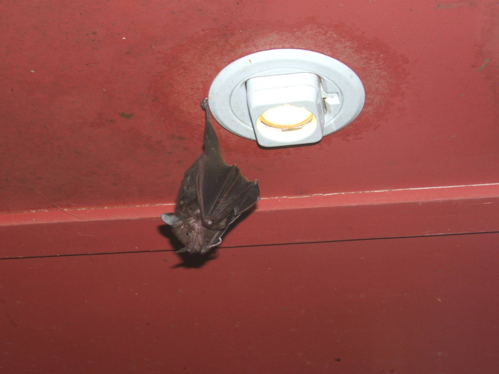 Seba`s Short-tailed Bat