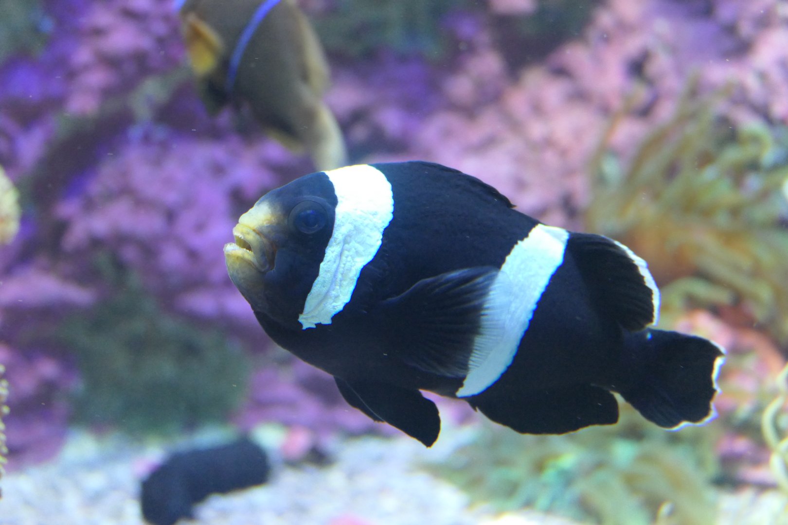 Sebae Anemonefish (Amphiprion sebae)
