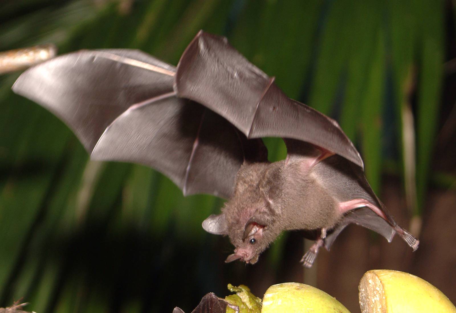 Seba's Fruit-eating Bat