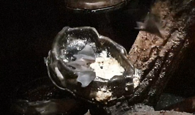 Seba's short tailed bat at the feeding-bowl
