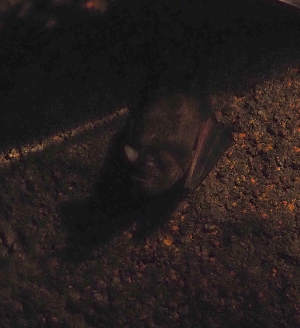 Seba's short-tailed bat (Carollia perspicillata), 2025-05-17