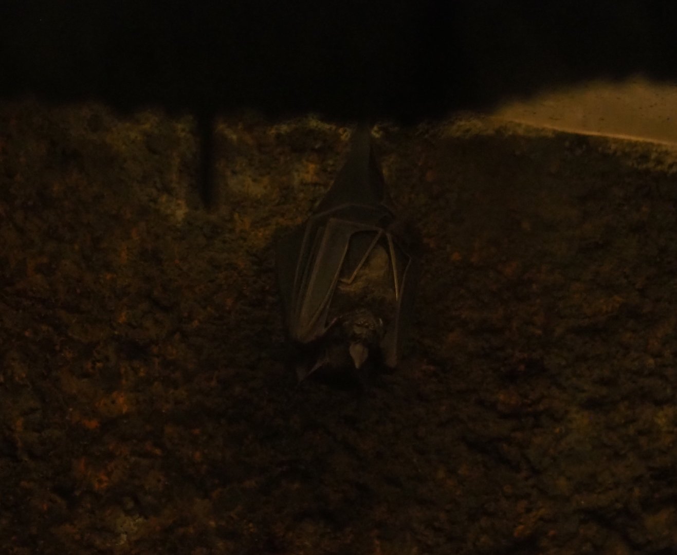 Seba's short-tailed bat (Carollia perspicillata), Sep 16th, 2018