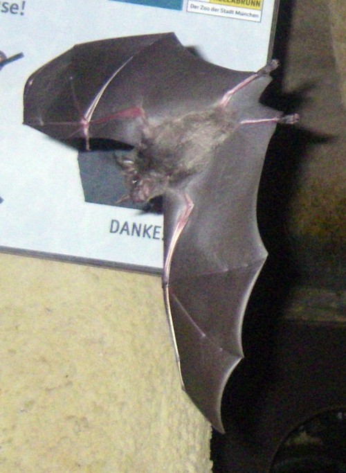 Seba's Short-tailed Bat (Carollia perspicillata)