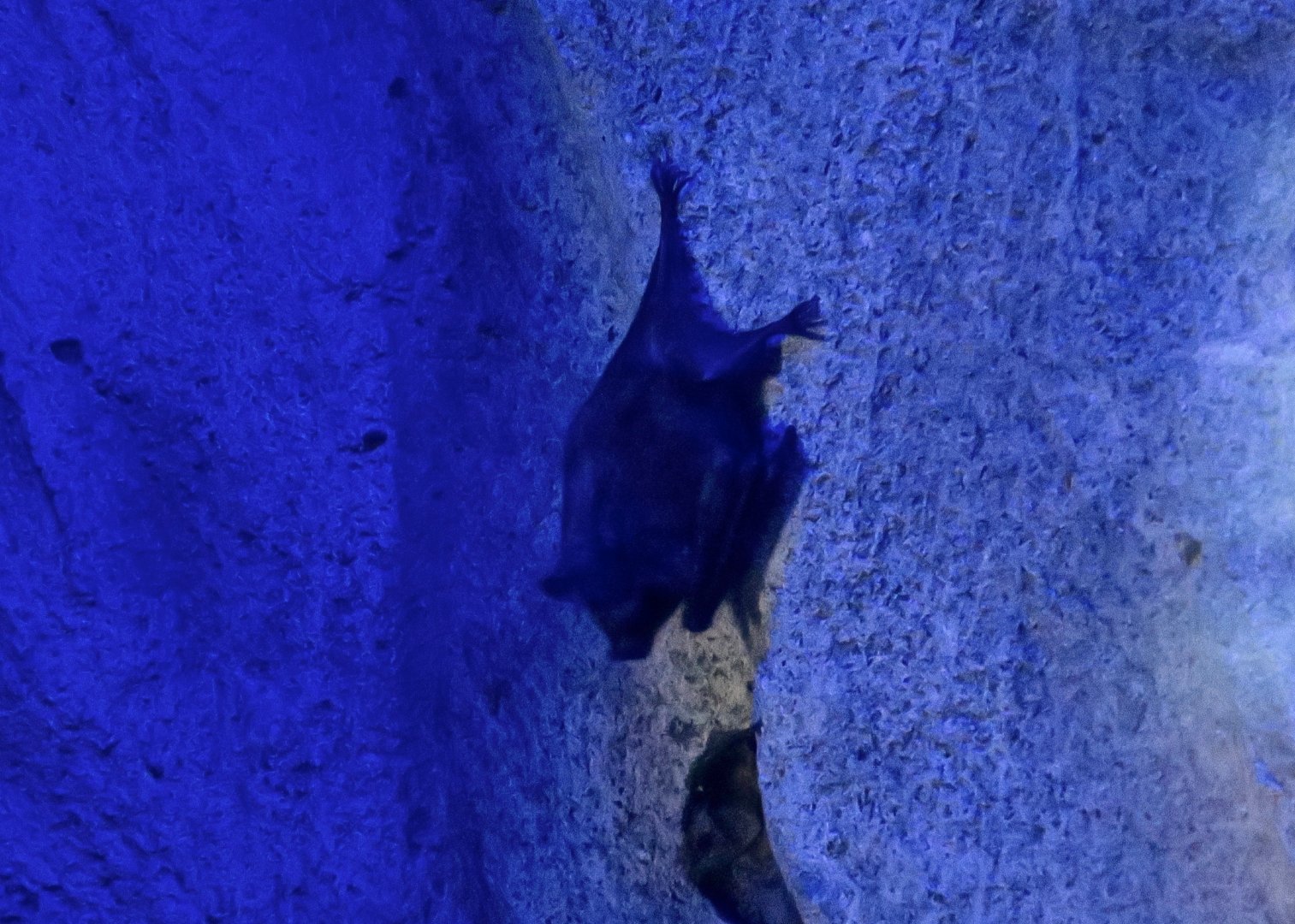 Seba's Short-Tailed Bat (Carollia perspicillata)