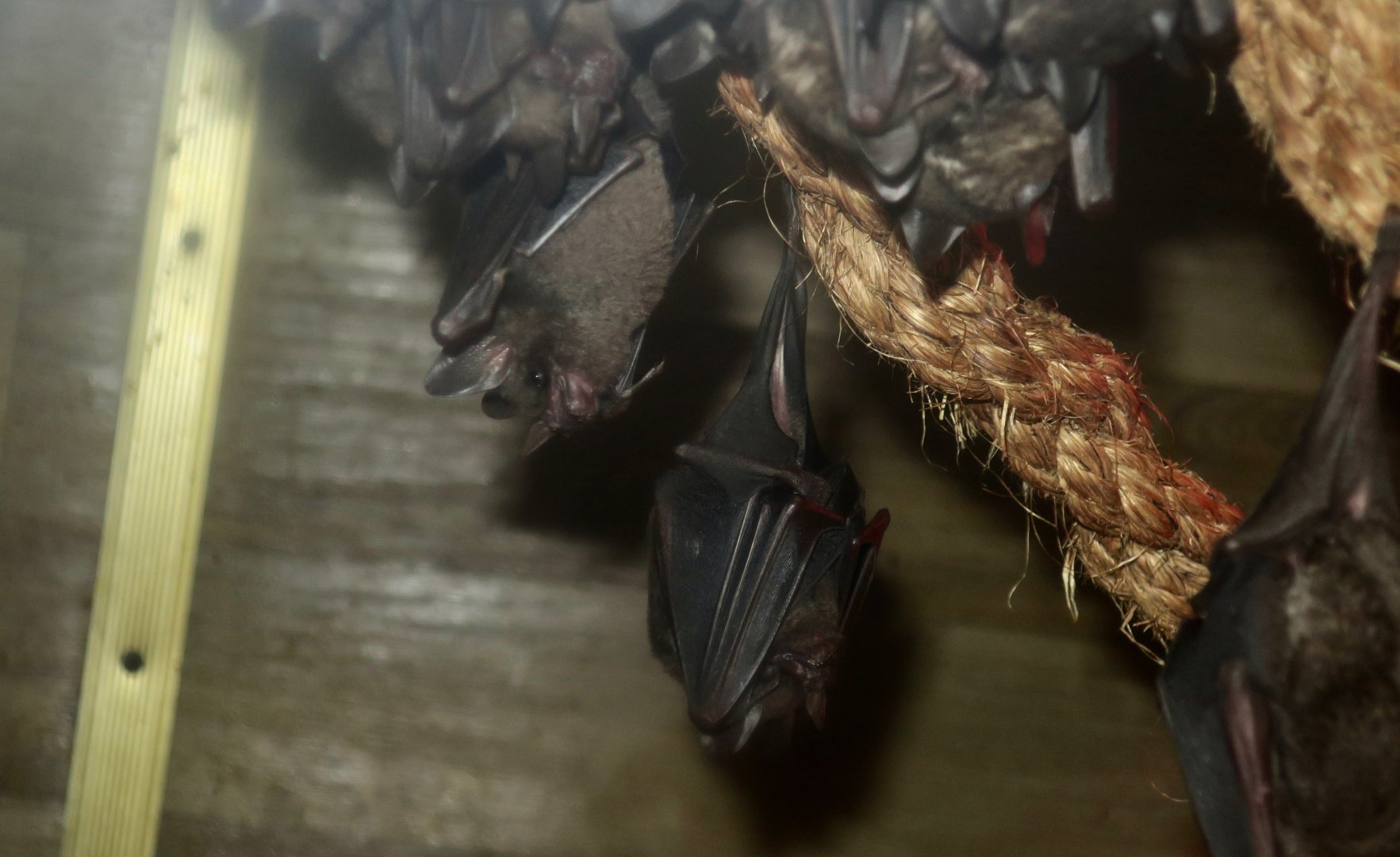 Seba's Short-Tailed Bat (Carollia perspicillata)