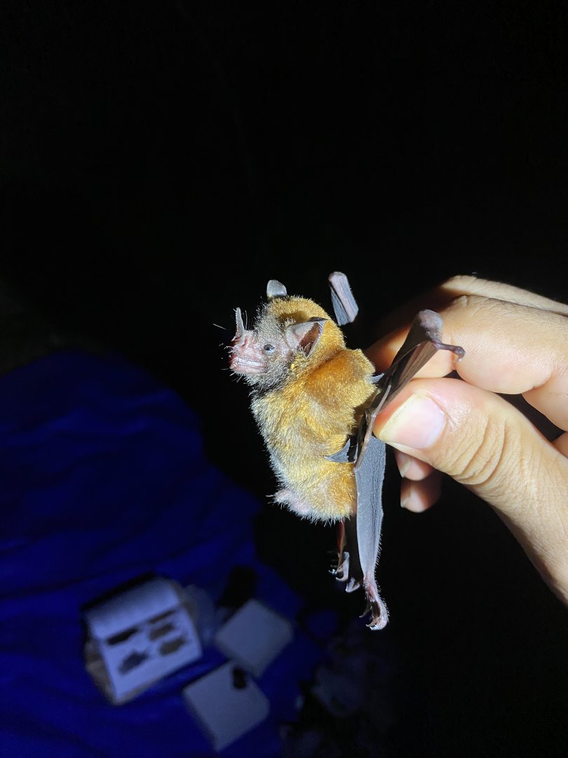 Seba’s Short-tailed Bat (Carollia perspicillata)