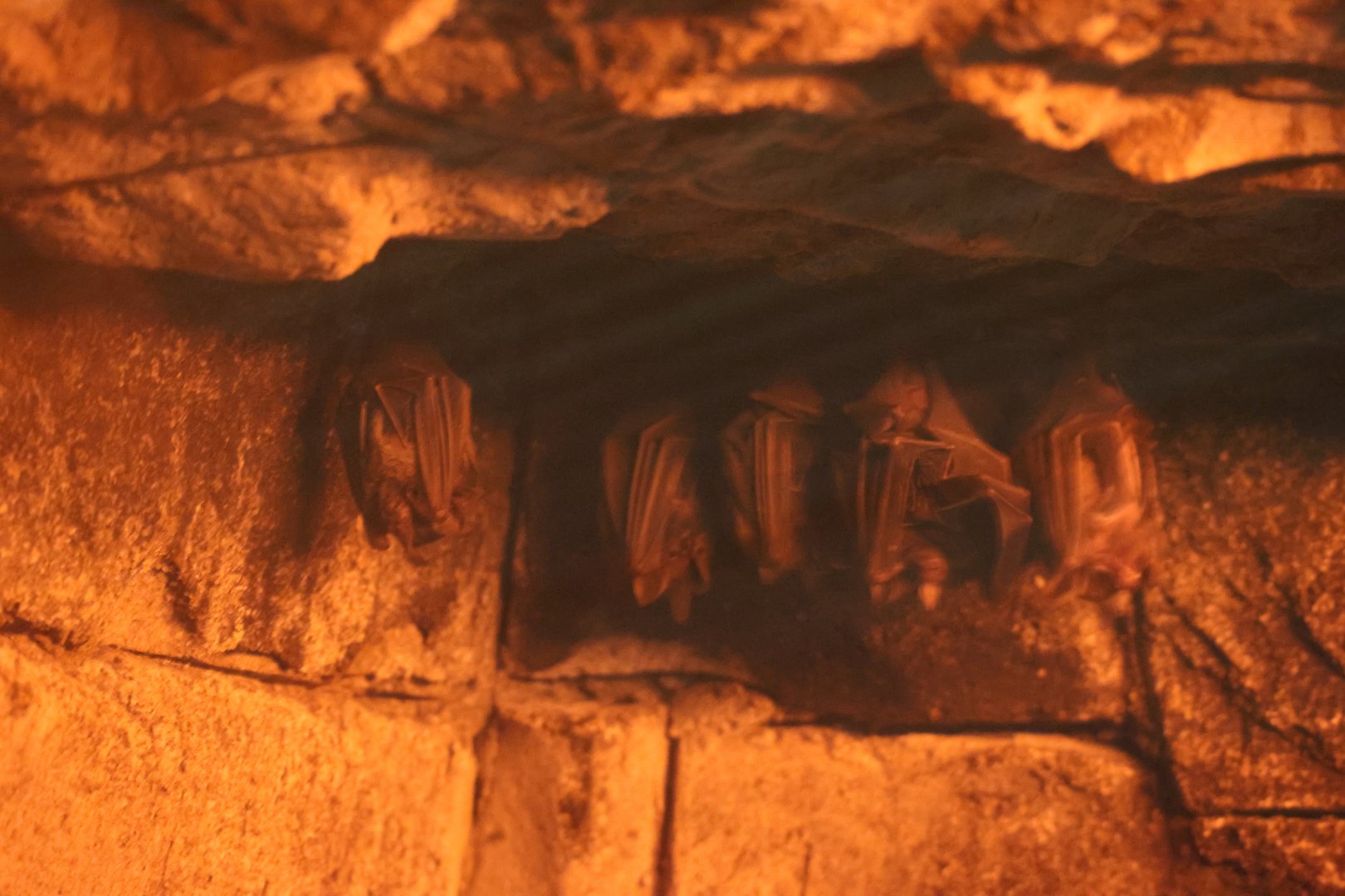 Seba's short-tailed bat (Carollia perspicillata)