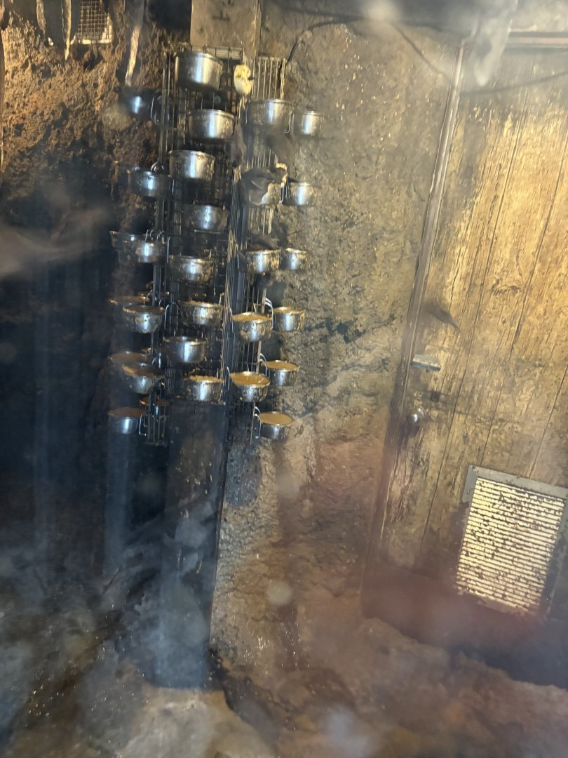 Seba’s Short-Tailed Bat Enclosure - Seen January 26, 2025