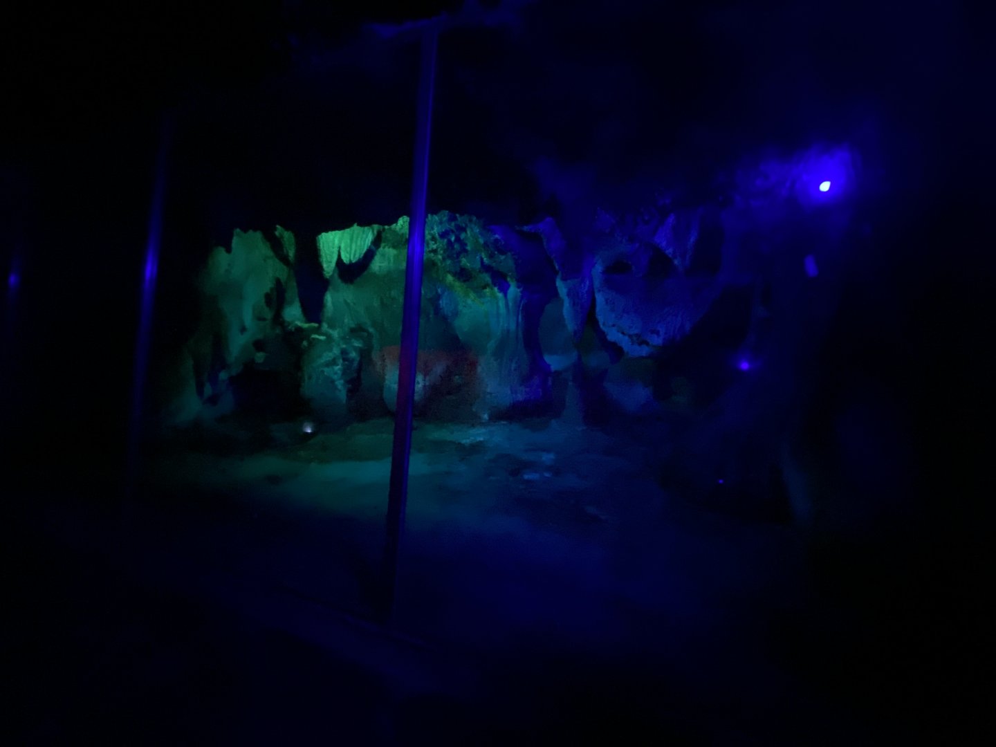 Seba’s short-tailed bat enclosure