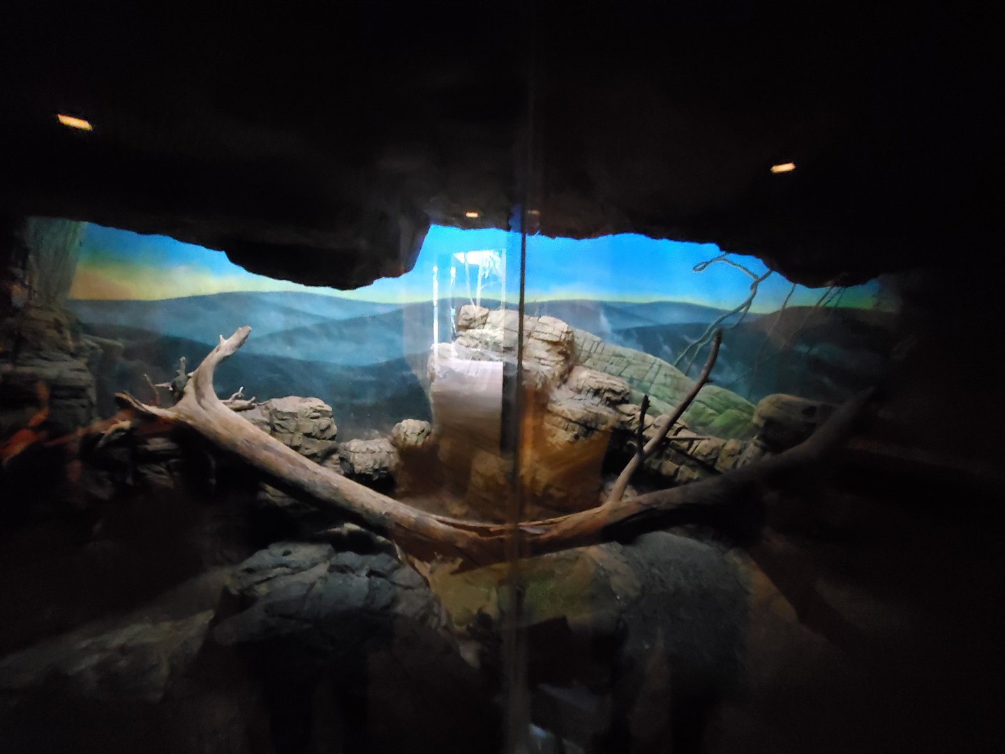 Seba's Short-Tailed Bat Exhibit - August 2021