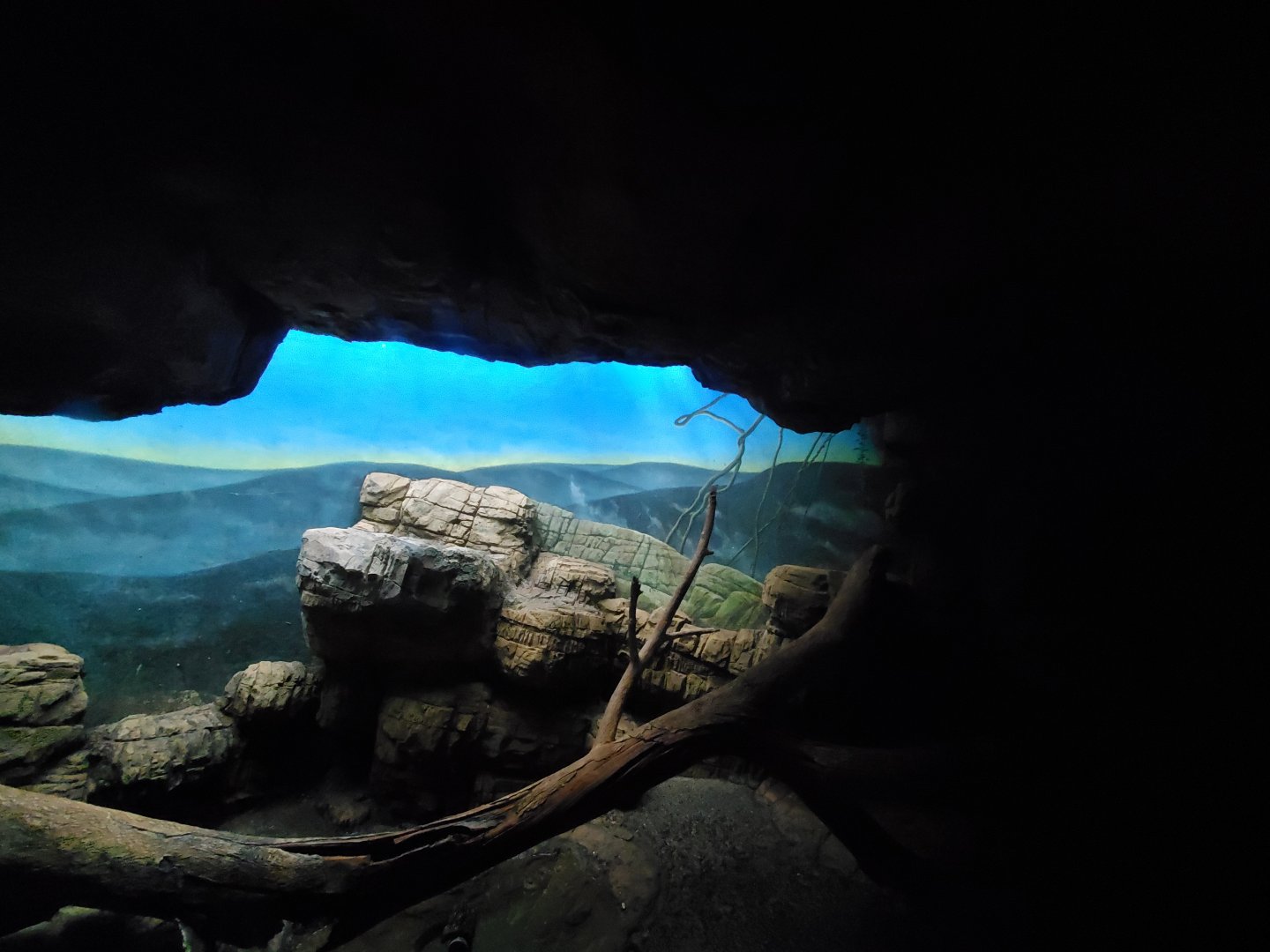 Seba's Short-Tailed Bat Exhibit - August 2021