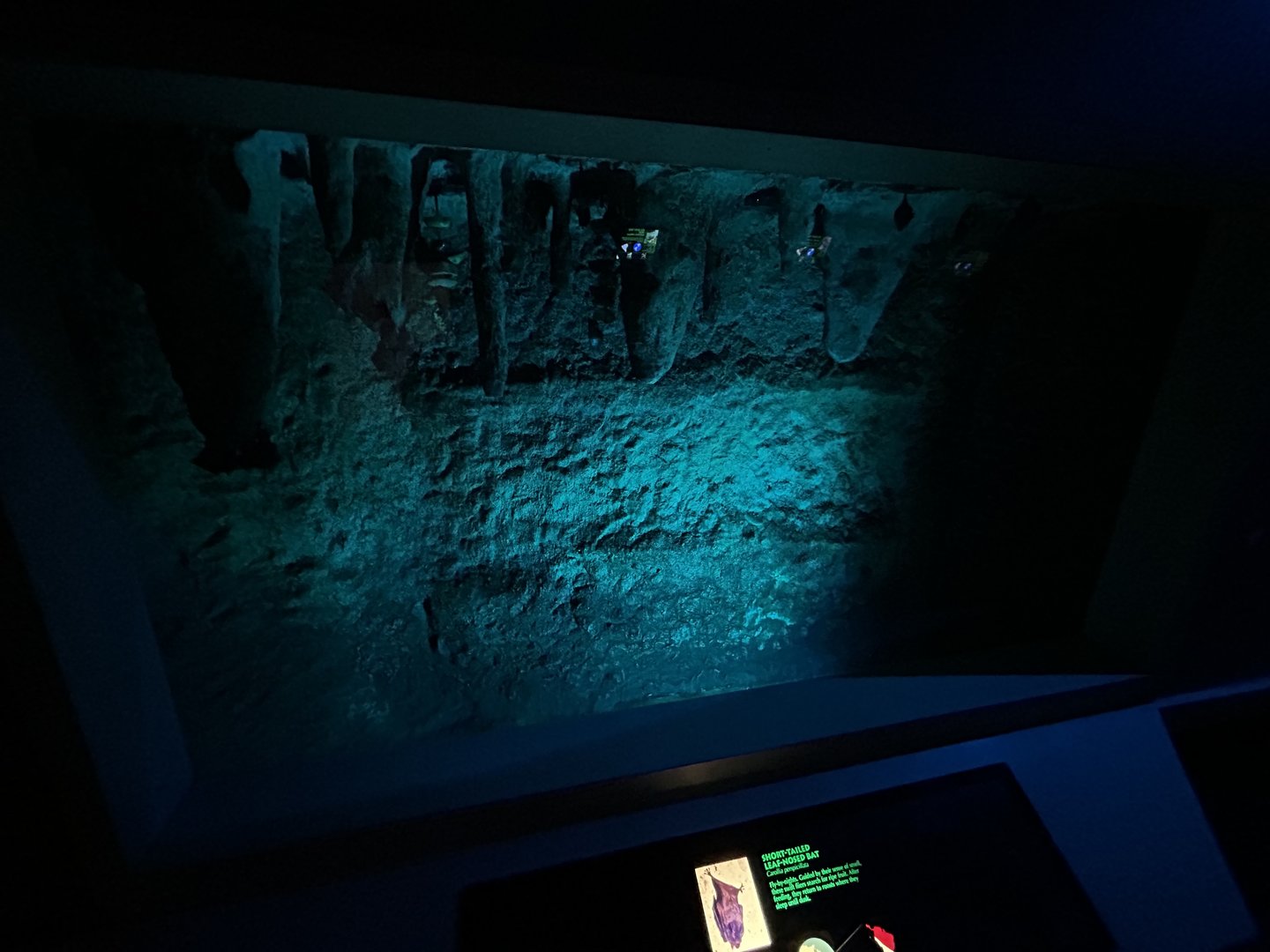 Seba’s Short-tailed Bat Exhibit - Unseen New World