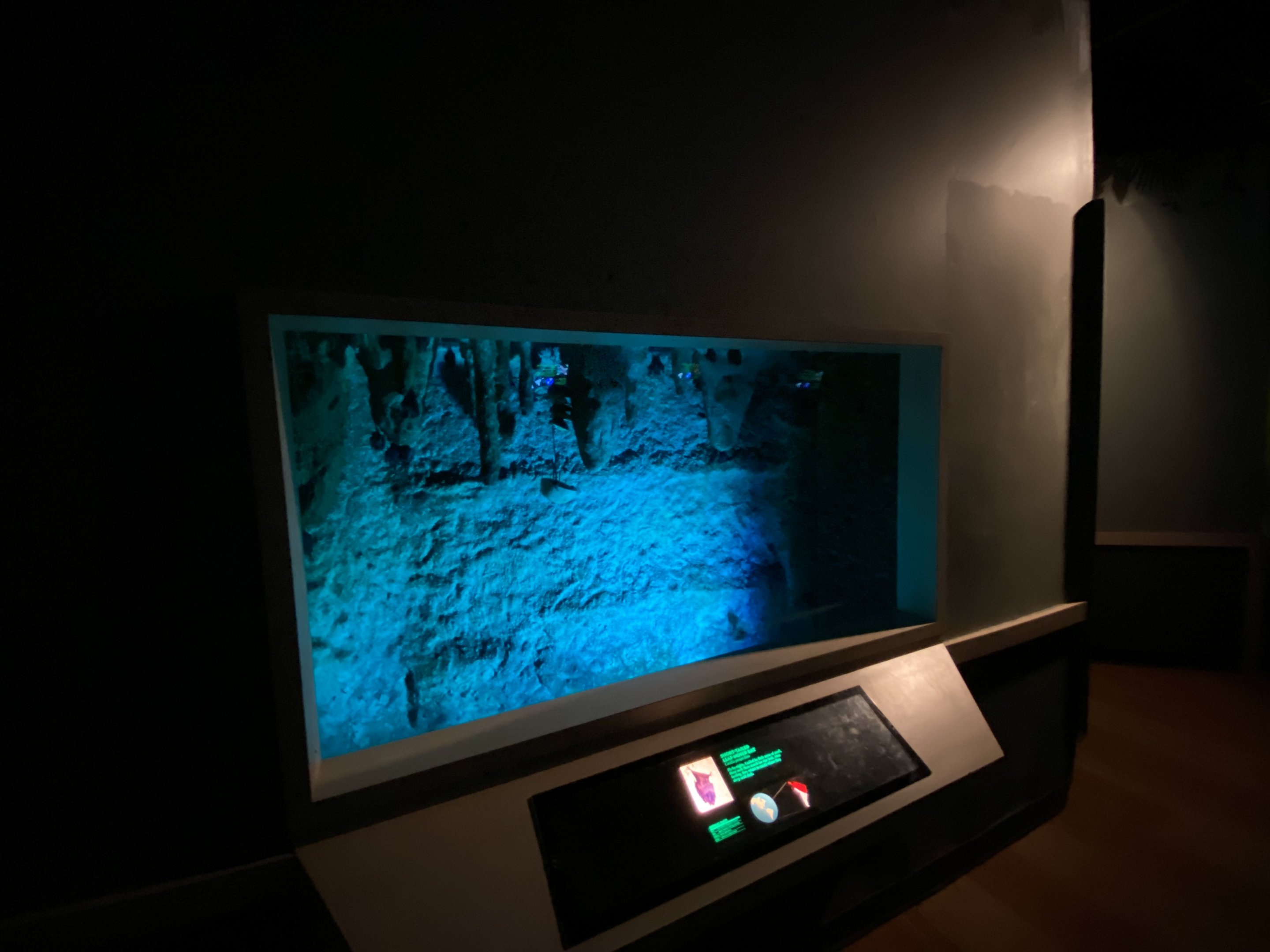 Seba's Short-tailed Bat Exhibit