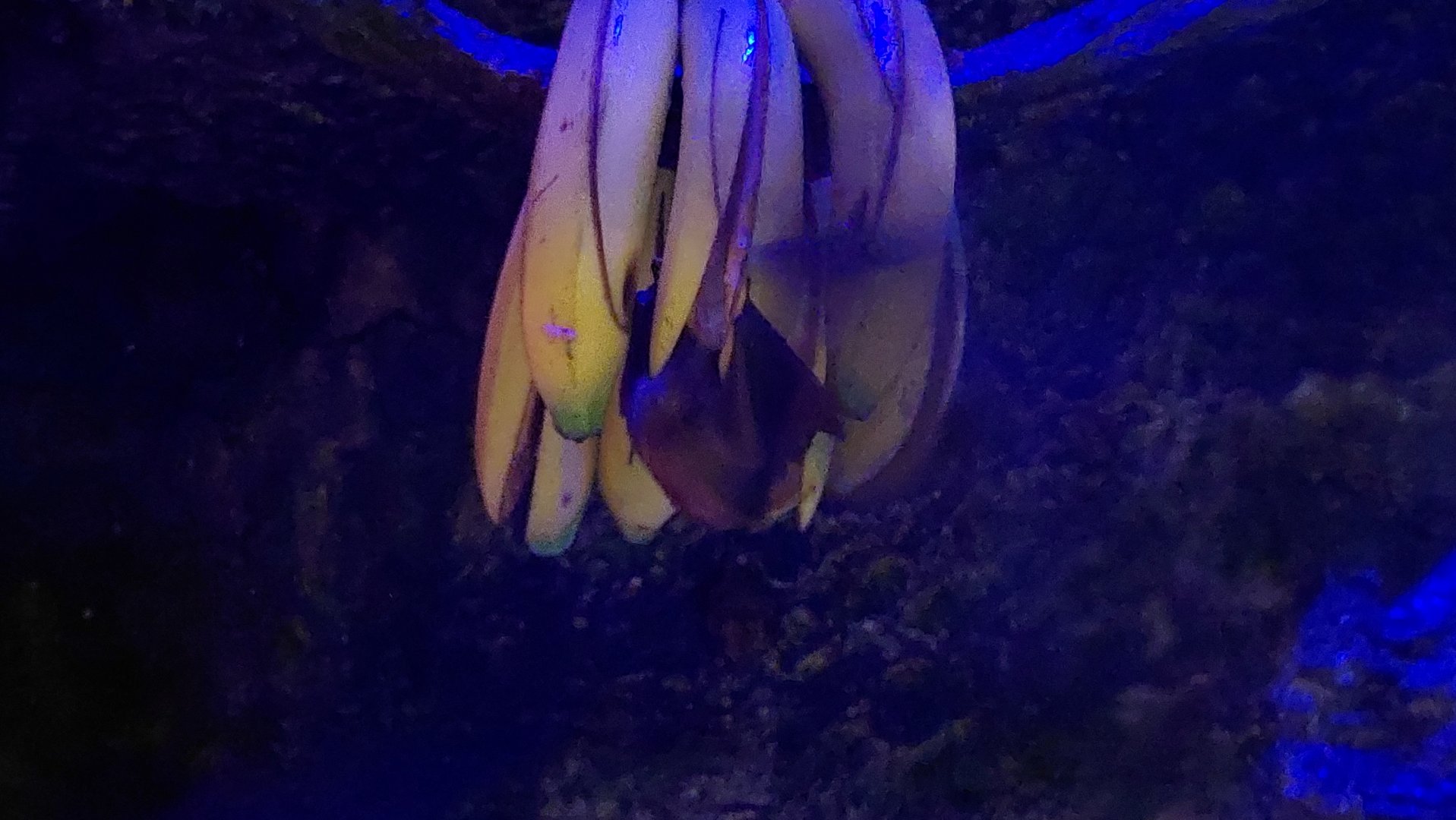 Seba's short tailed bat exhibit