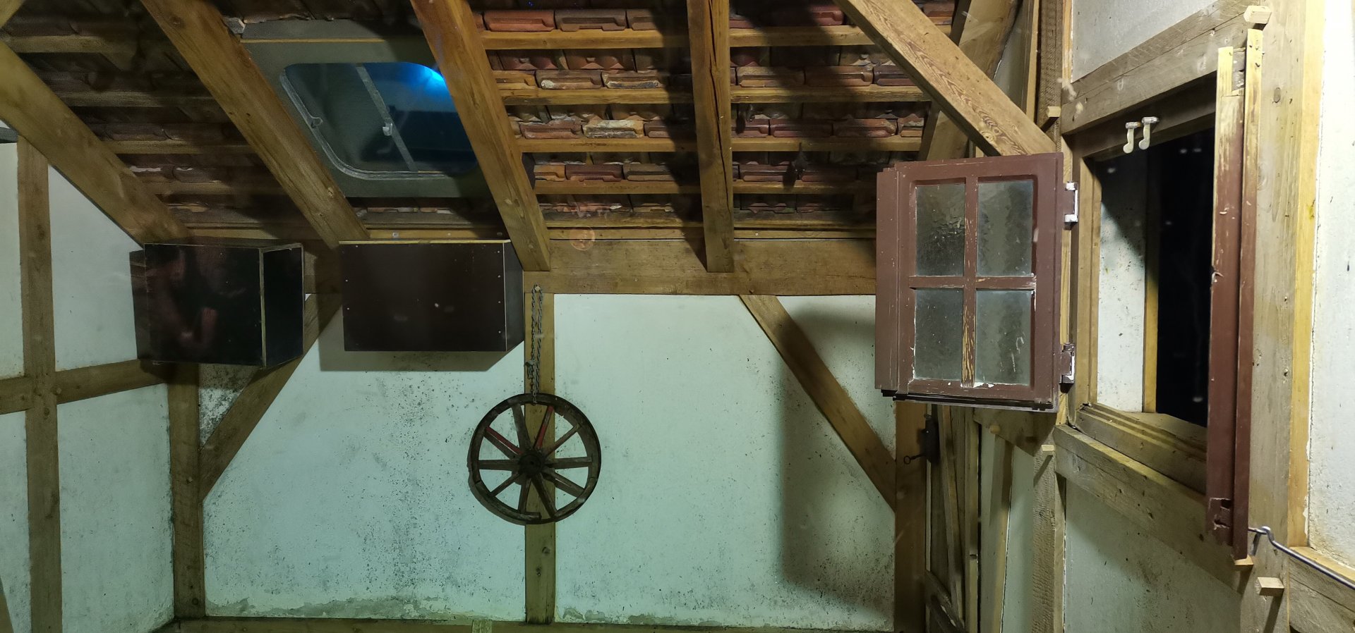 Seba's short-tailed Bat exhibit