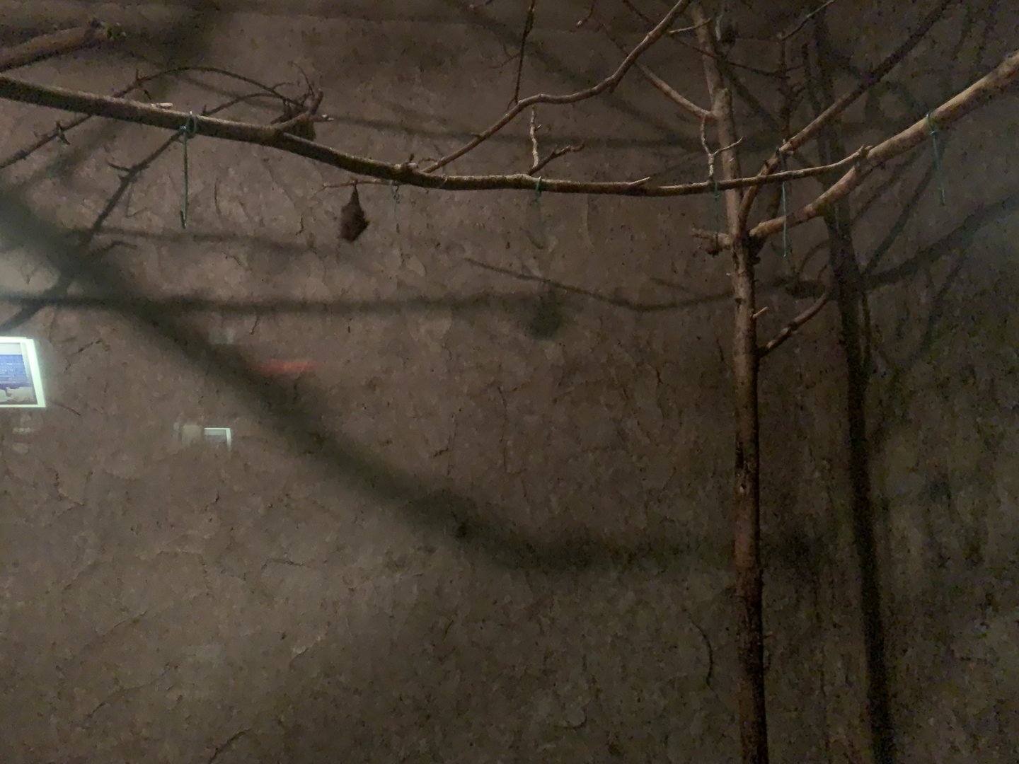 Seba’s Short-tailed Bat Exhibit