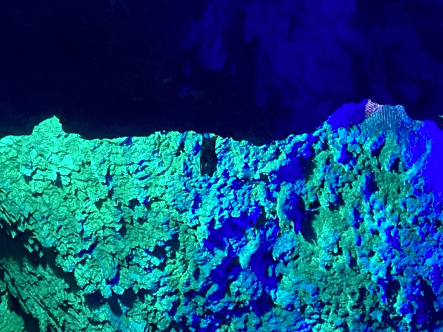 Seba’s short-tailed bat image 2