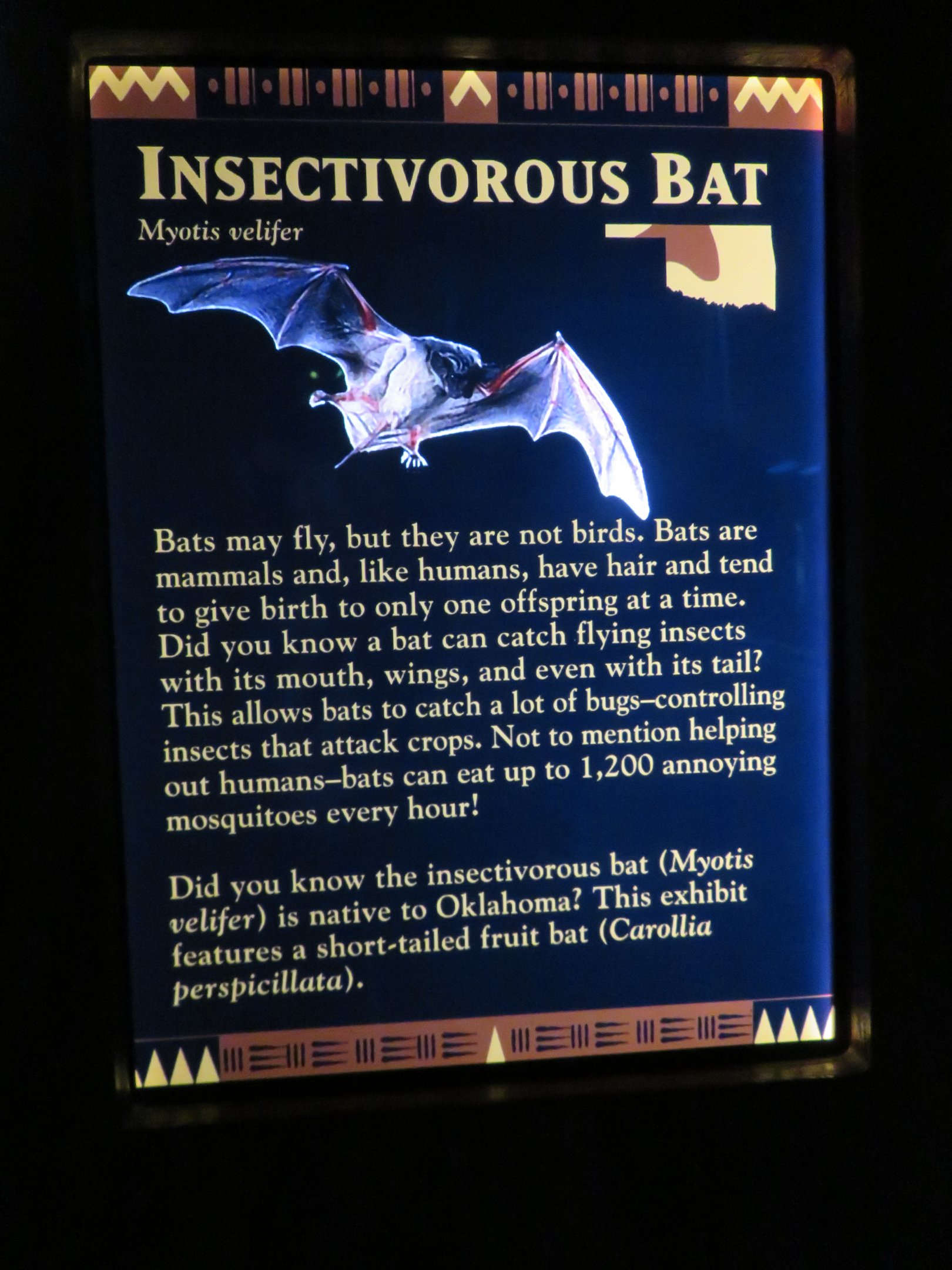 Seba's Short-tailed Bat Signage