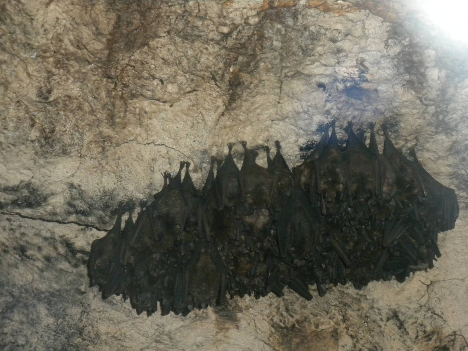 Seba's Short Tailed Bat