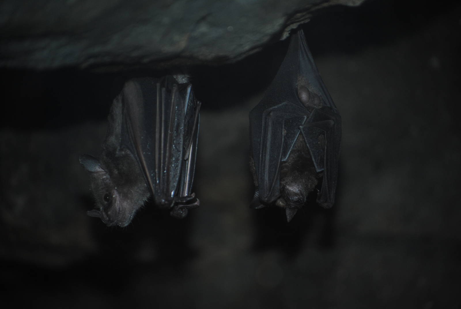 Seba's Short-Tailed Bat