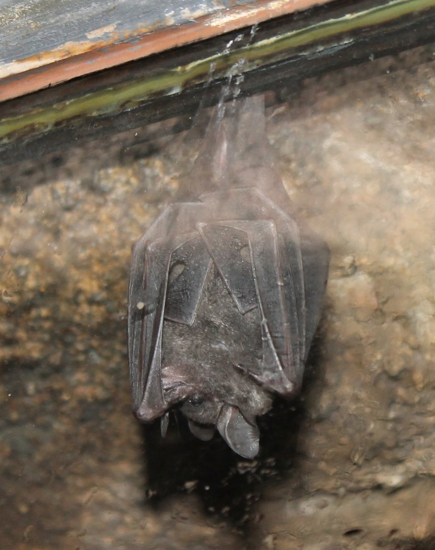Seba's short-tailed bat