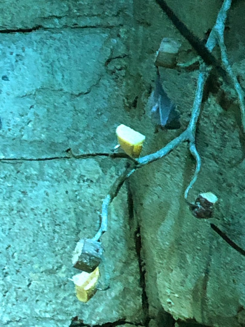 Seba's Short-Tailed Bat