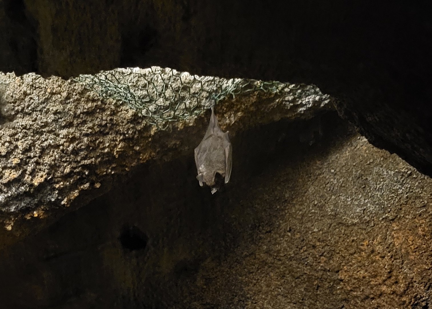 Seba's short-tailed bat