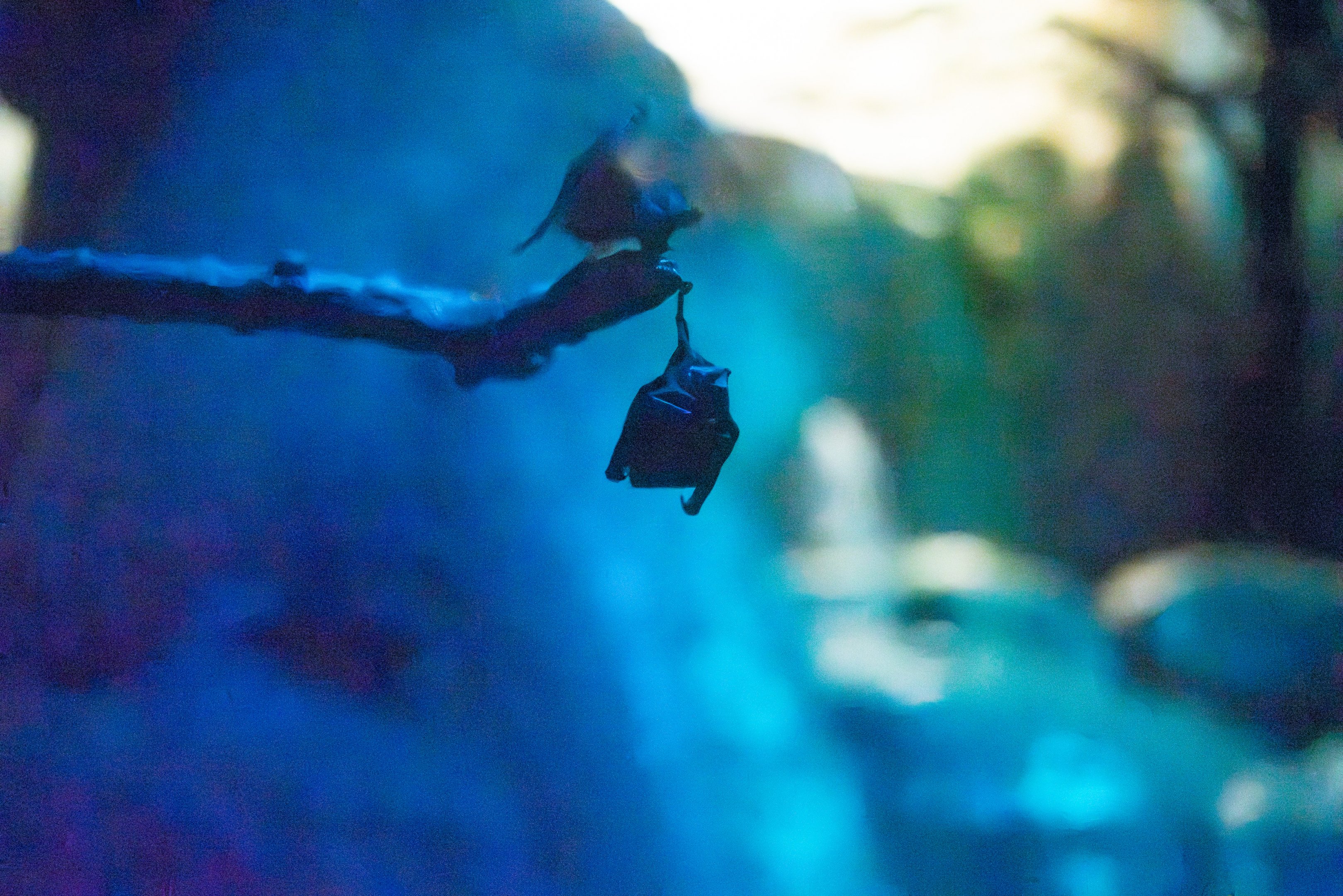 Seba's short-tailed bat