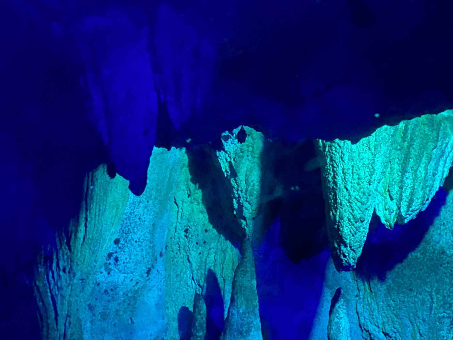 Seba’s short-tailed bat