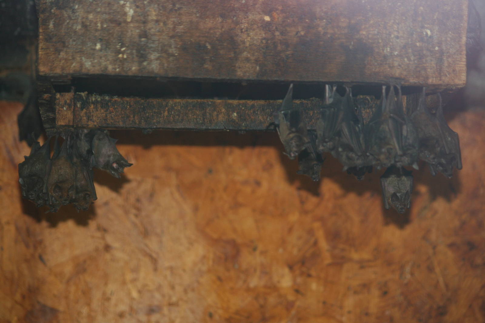 Seba's short-tailed bats