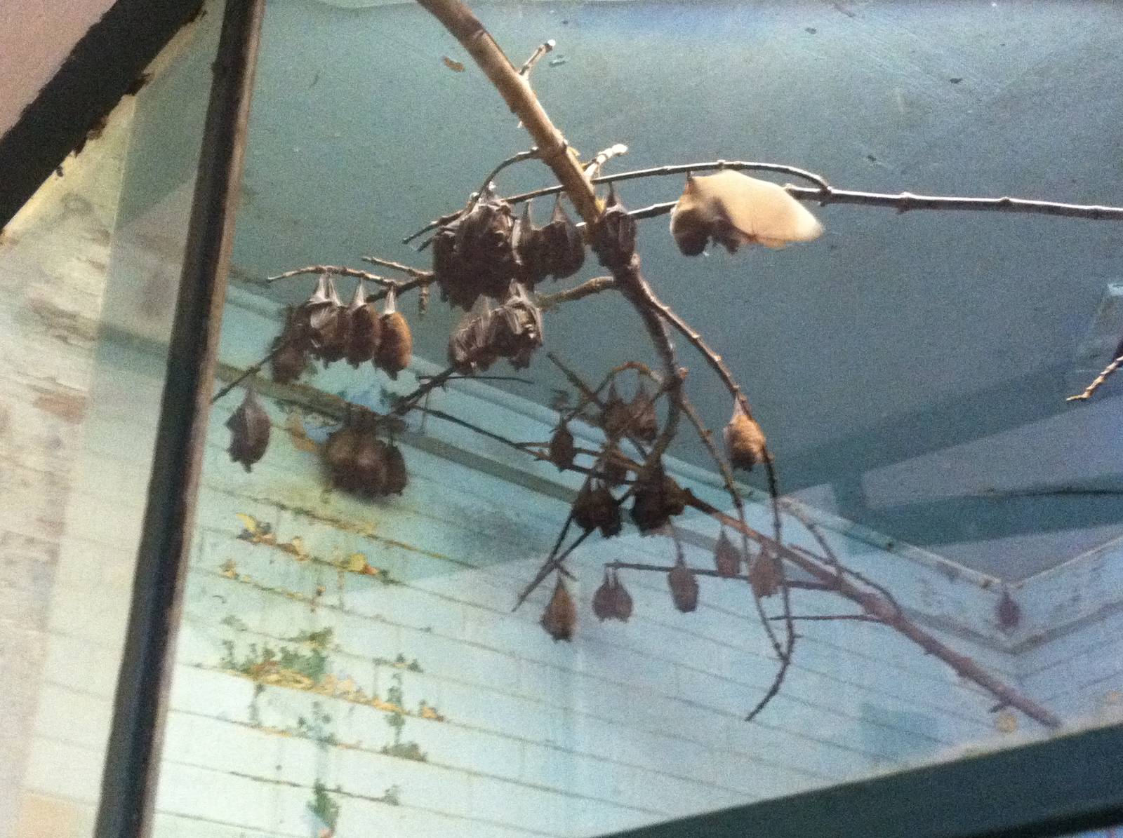 Seba's Short-Tailed Bats