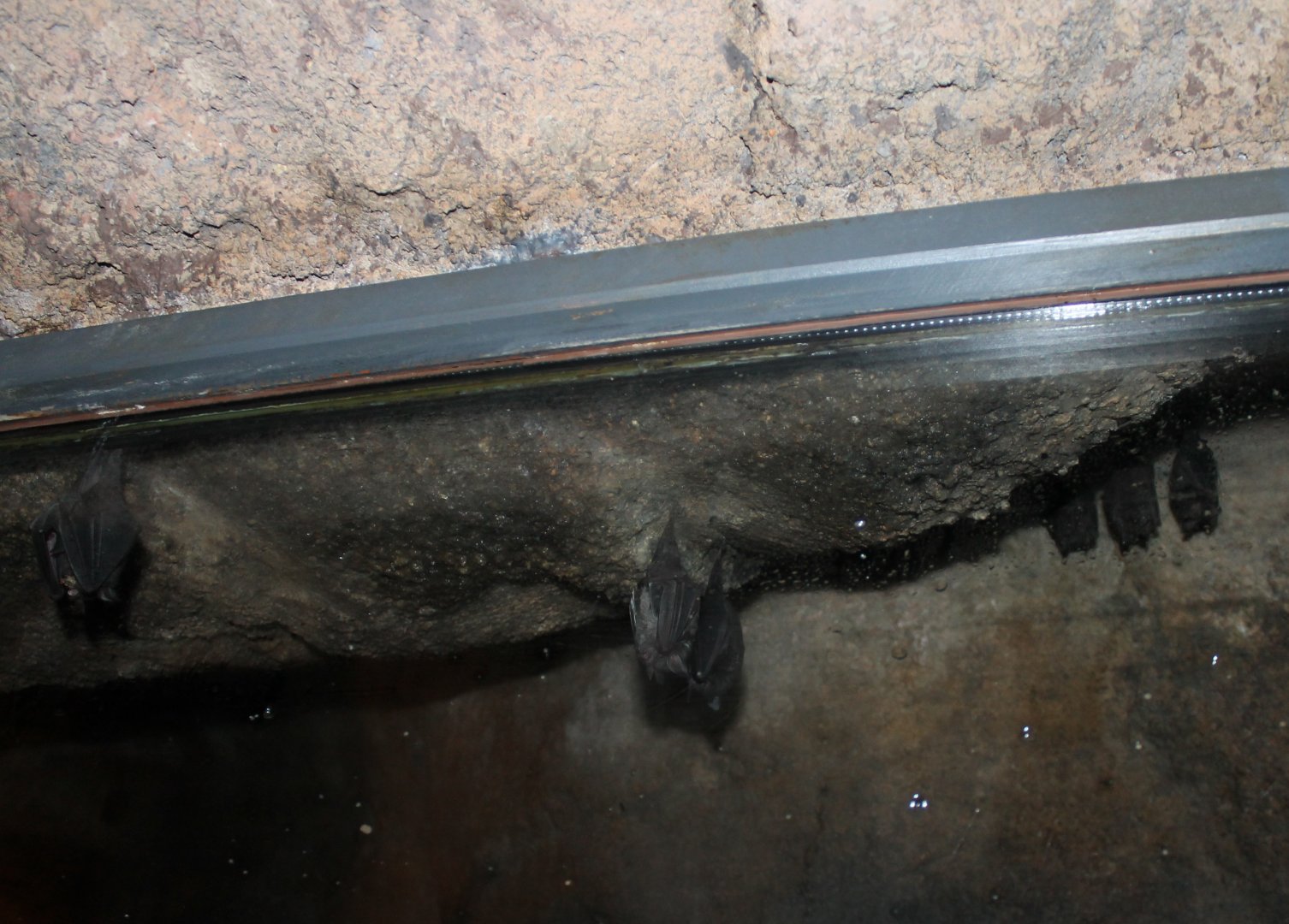 Seba's short-tailed bats