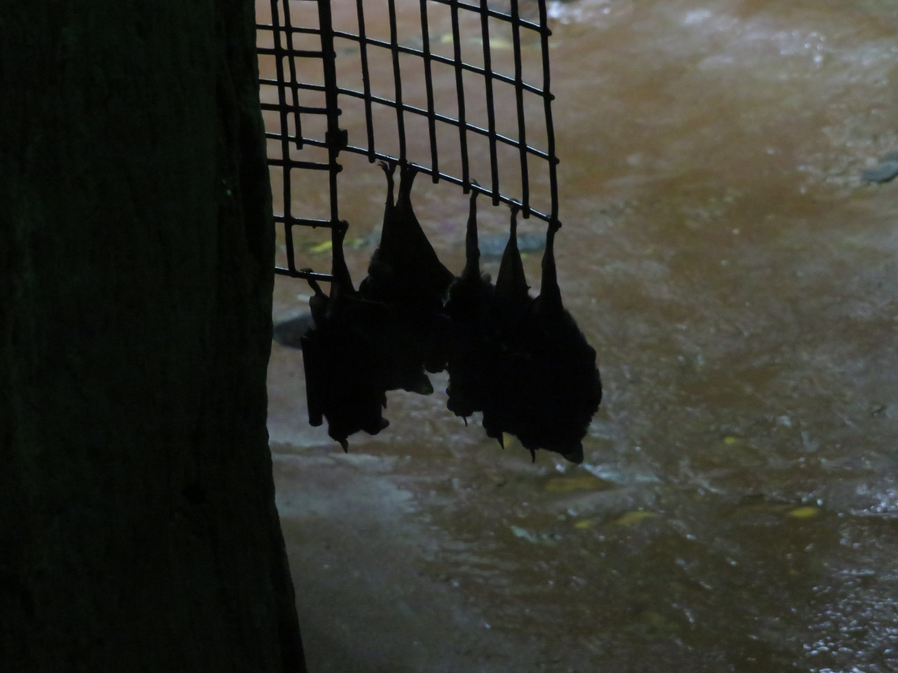 Seba's Short-tailed Bats