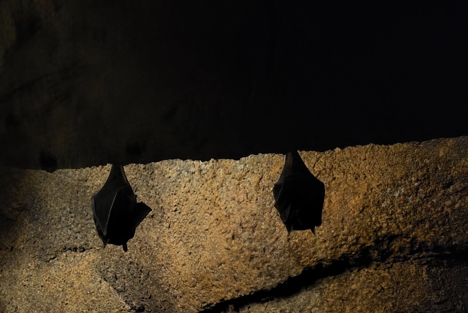 Seba's short-tailed bats