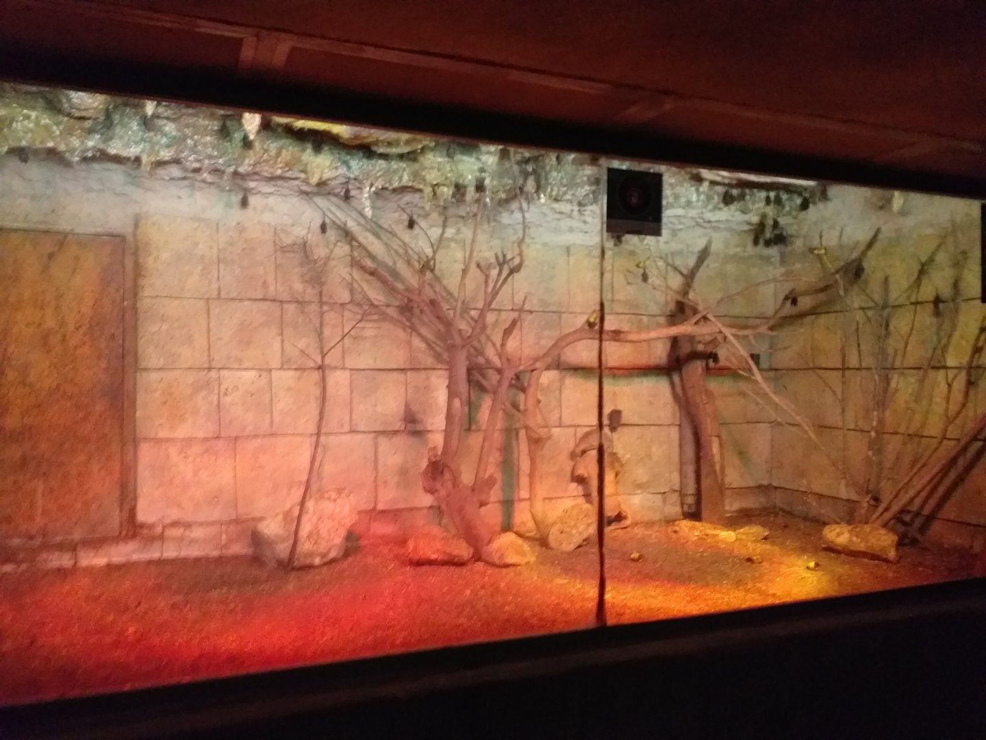 Seba's short-tailed fruit bat exhibit -TerraNatura Benidorm (2021)