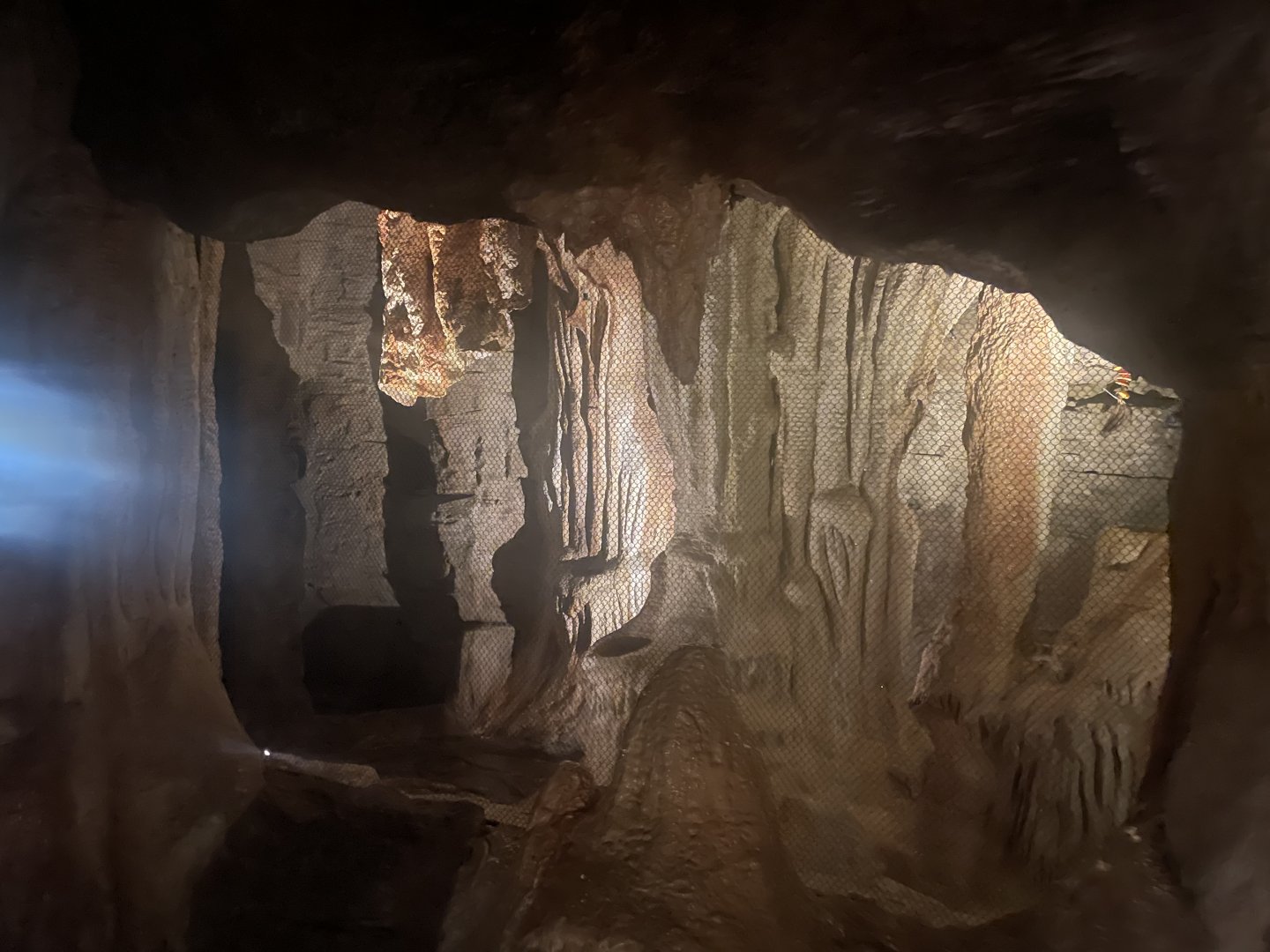 Seba’s Short-tailed Fruit Bat Exhibit