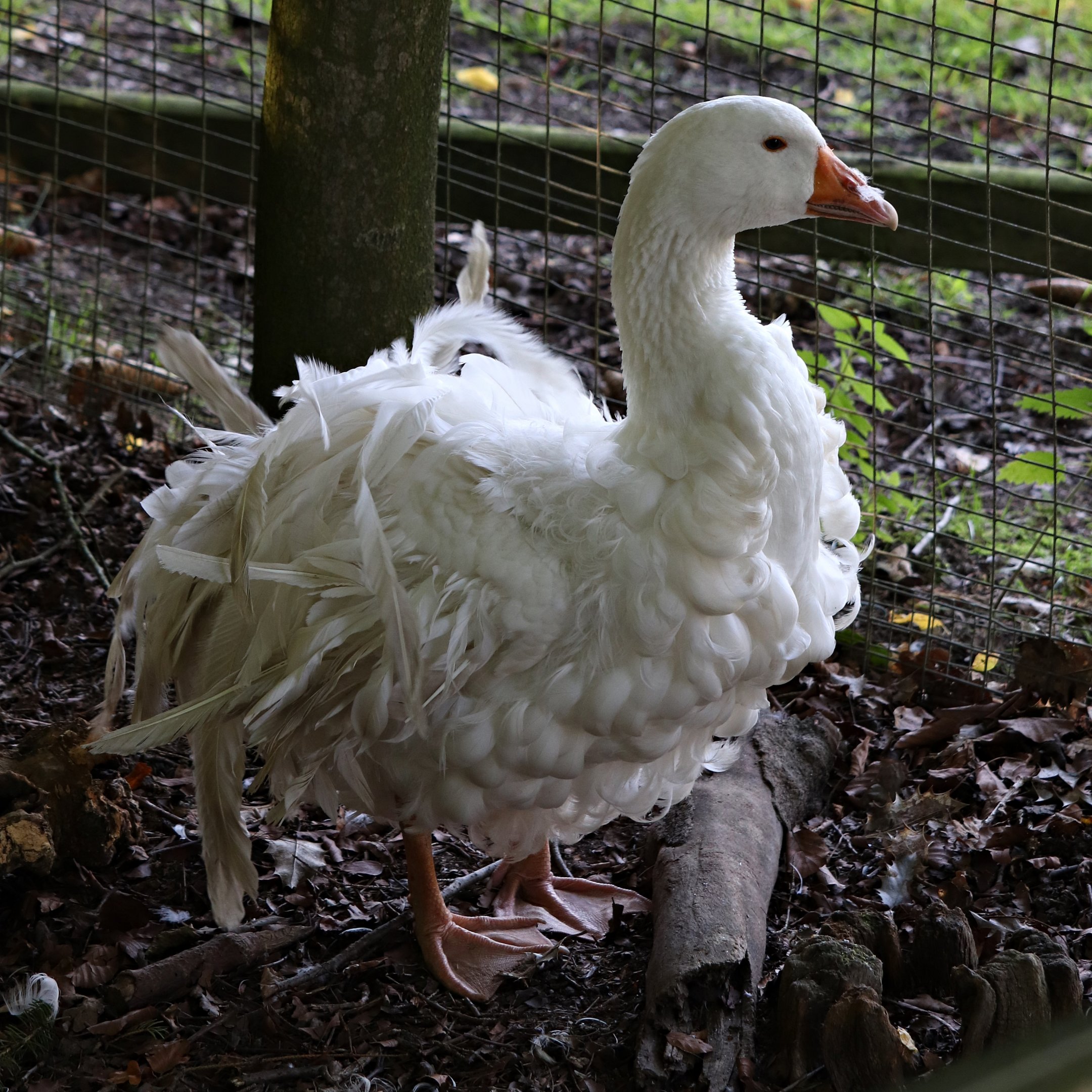 Sebastopol goose (Anser anser f. domestica)
