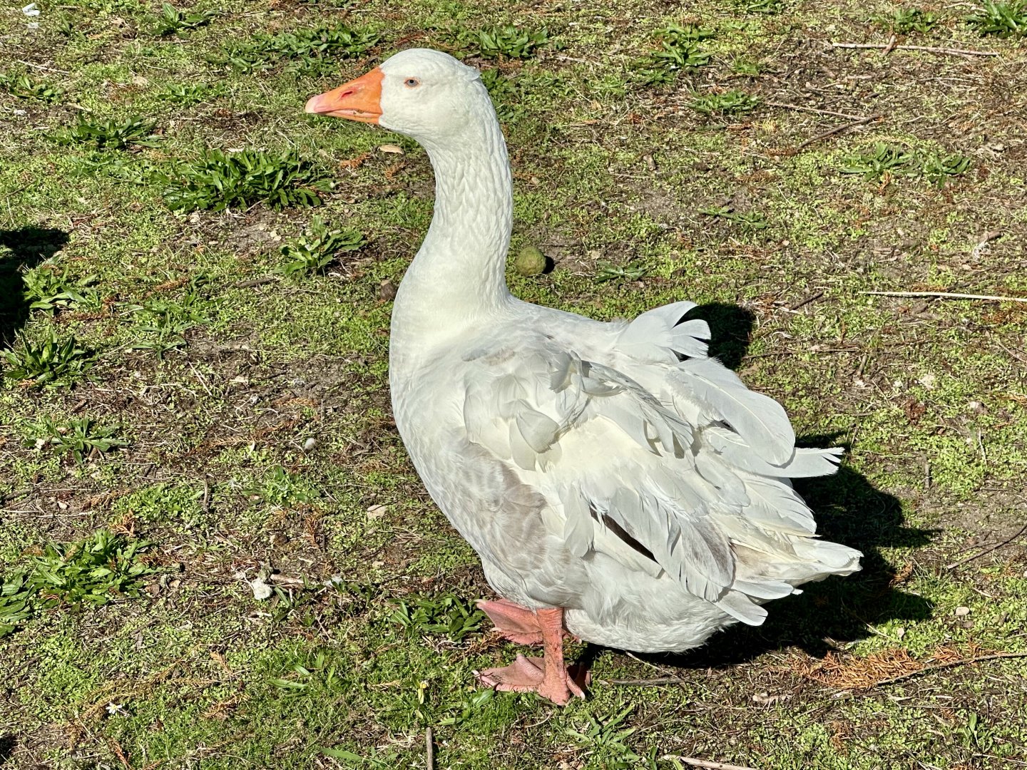 Sebastopol goose (Anser anser)