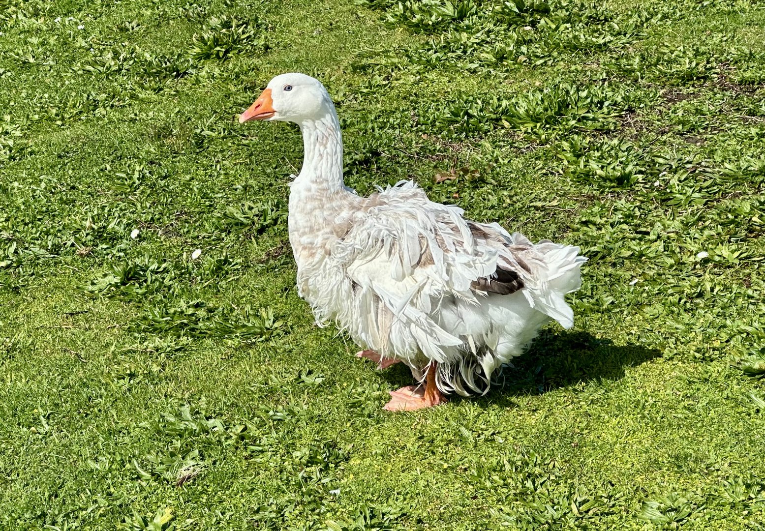 Sebastopol goose (Anser anser)